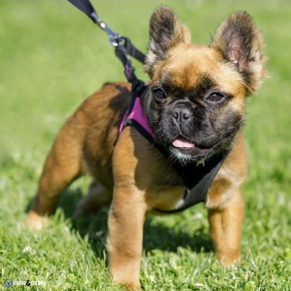 Short Long Coat Length Dogs fluffy French Bulldog