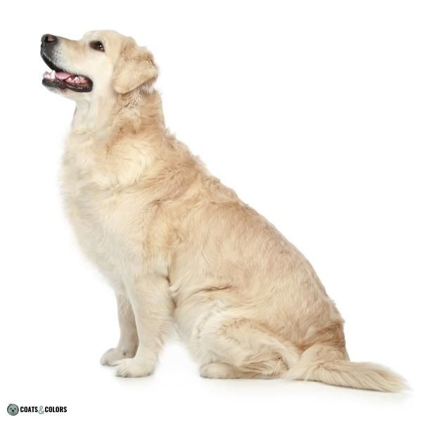 Short Long Coat Length Dogs long coat Golden Retriever