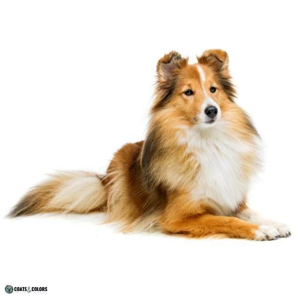 Short Long Coat Length Dogs long coat Sheltie