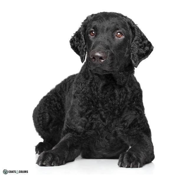 Short Long Coat Length Dogs long coat with curly Curly Coated Retriever