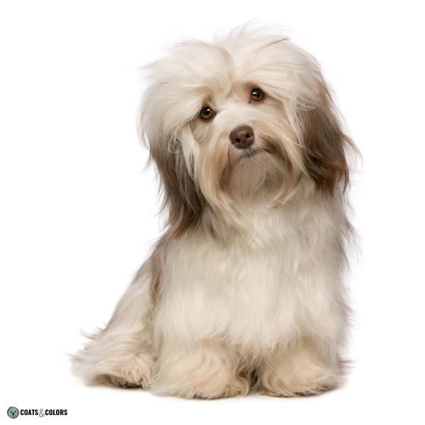 Short Long Coat Length Dogs long coat with furnishings Havanese