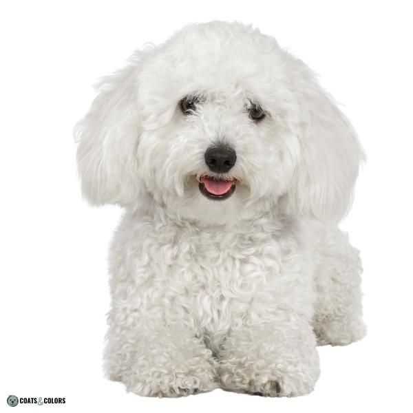 Short Long Coat Length Dogs long coat with furnishings and curls Bichon