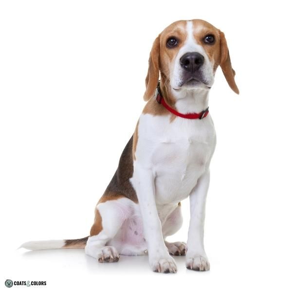 Short Long Coat Length Dogs smooth coat Beagle