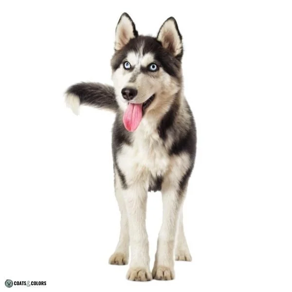 Short Long Coat Length Dogs smooth coat Husky