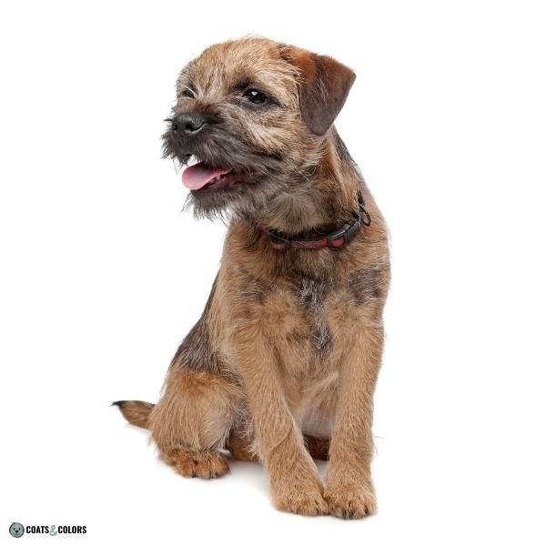 Short Long Coat Length Dogs smooth coat and wire Border Terrier