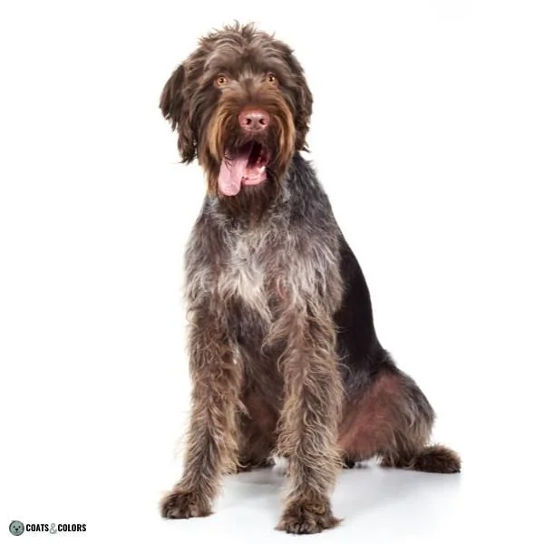 Short Long Coat Length Dogs smooth coat and wire Deutsch Drahthaar