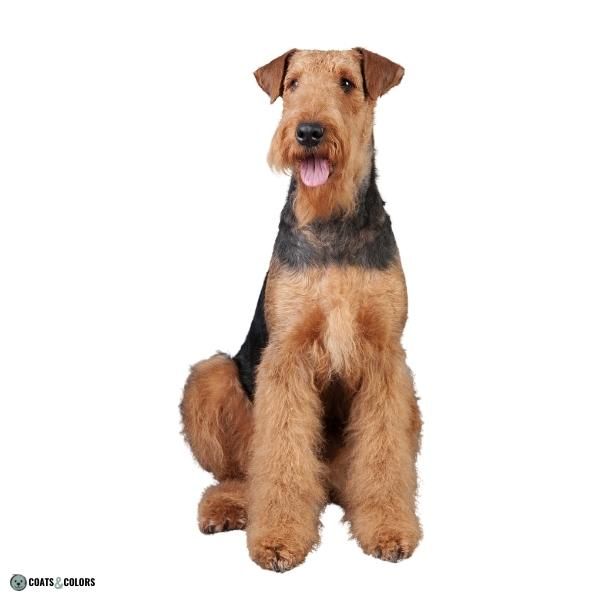Short Long Coat Length Dogs smooth coat and wire and curly Airedale Terrier