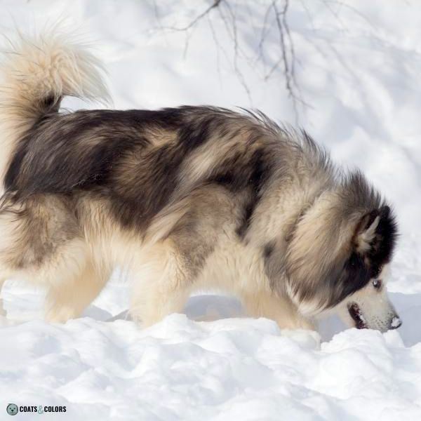 Short Long Coat Length Dogs wooly Husky