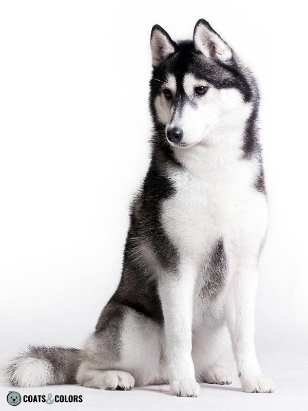 Black store points husky