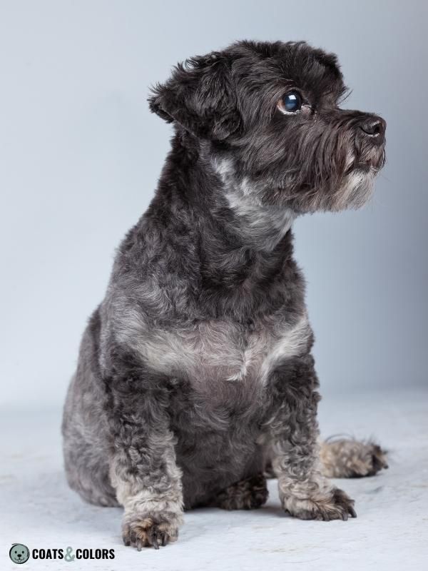 Dog, Dachshund with Dark Tan Eyebrows and Muzzle, Dark Bluish Gray