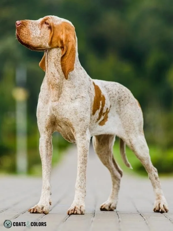 Ticking Dog Coat Color Bracco Italiano