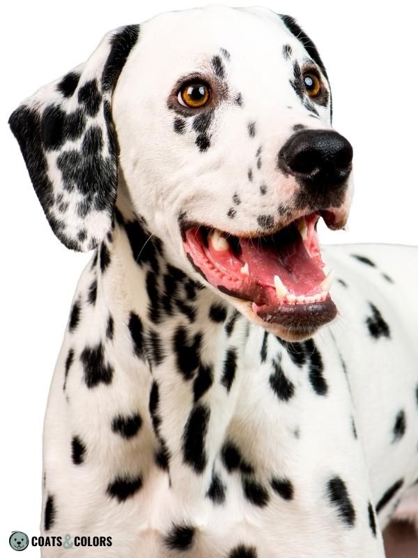 Ticking Dog Coat Color Dalmatian