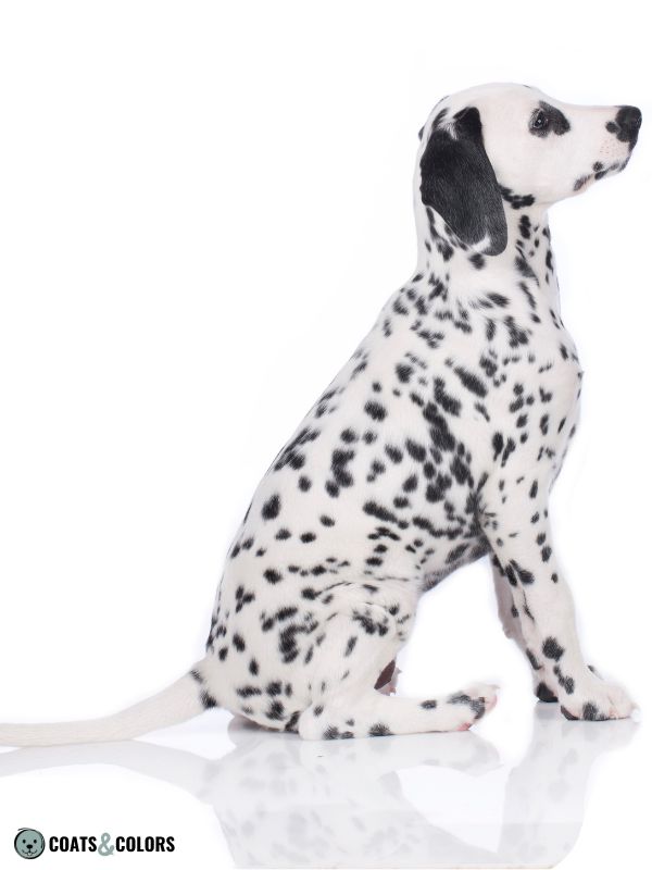 Ticking Dog Coat Color Dalmatian white tail