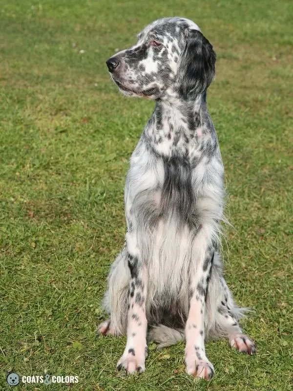 Ticking Dog Coat Color English Setter black