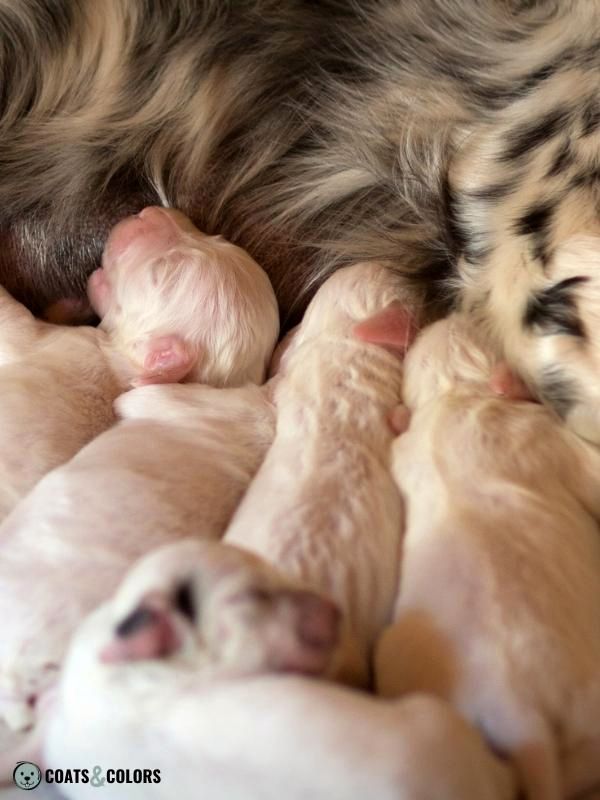 Ticking Dog Coat Color English Setter puppies white