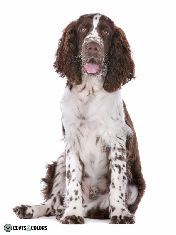 Ticking Dog Coat Color English Springer Spaniel ticking