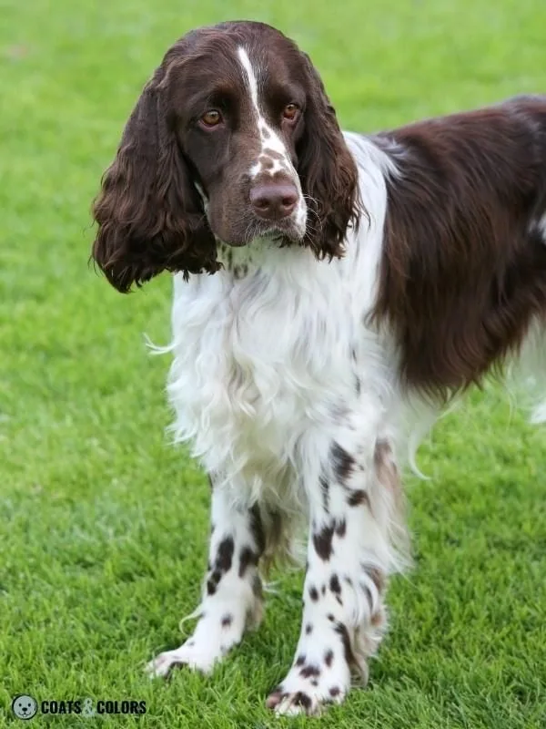 Ticking Dog Coat Color Springer Spaniel