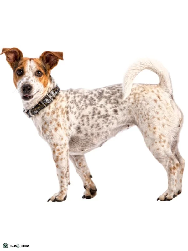 Ticking Dog Coat Color saddle tan