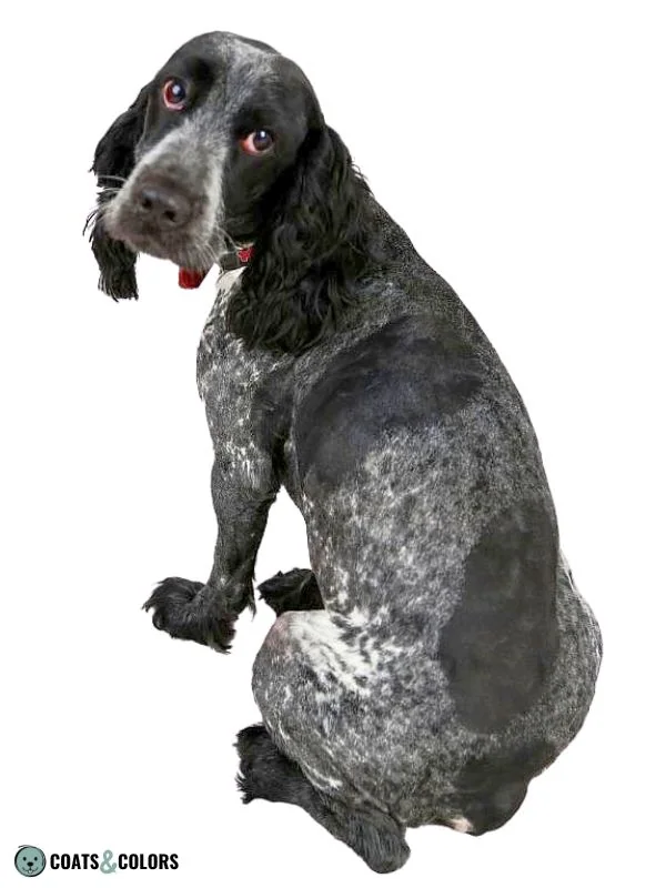 Ticking Dog Coat Color spaniel missing ticking