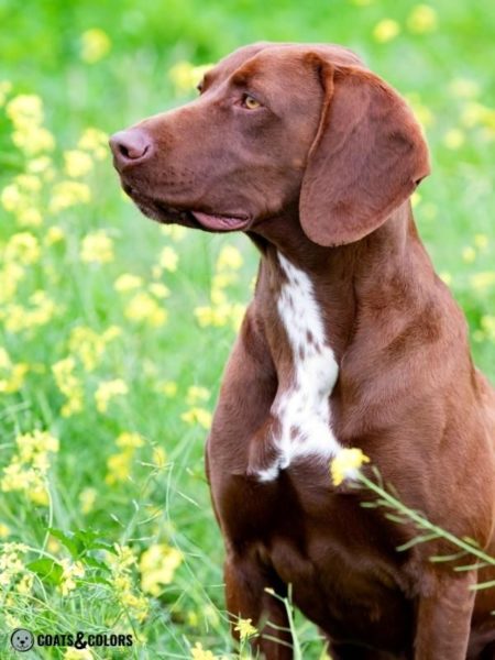 Ticking, Spots and Roan | Coats and Colors