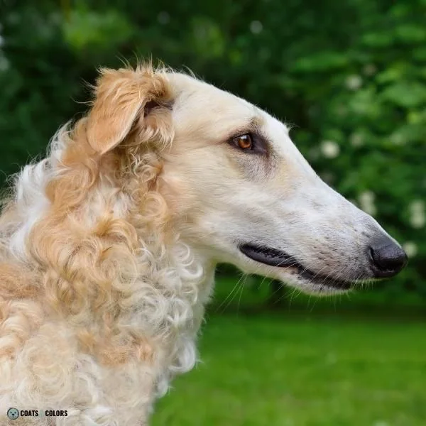 Wavy Curly Dog Cooat Borzoi