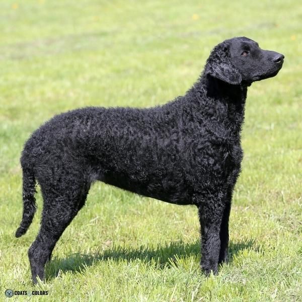 Wavy Curly Dog Cooat Curly Coated Retriever