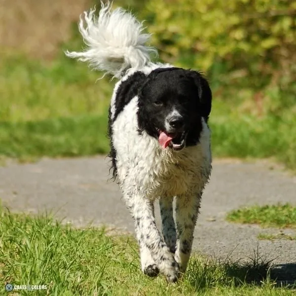 Wavy Curly Dog Cooat Frisian Water Dog