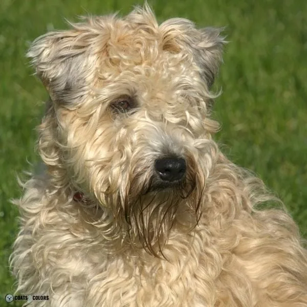 Wavy Curly Dog Cooat ISCWT