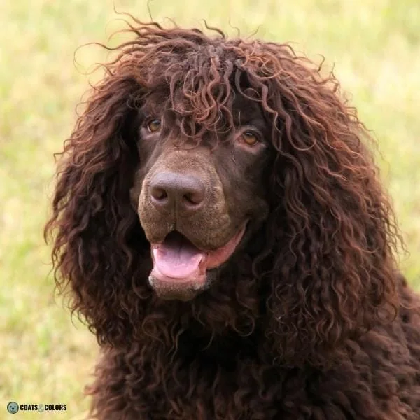 Wavy Curly Dog Cooat Irish Water Spaniel