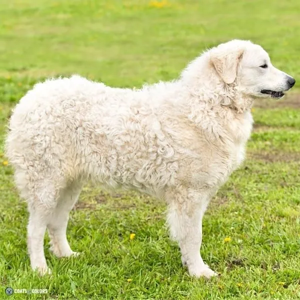 Wavy Curly Dog Cooat Kuvasz