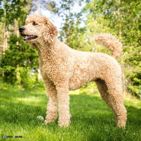 Wavy Curly Dog Cooat Poodle