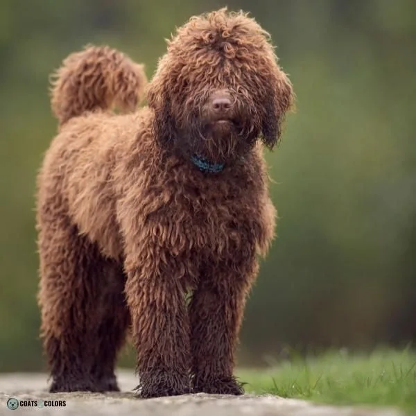 Wavy Curly Dog Cooat Spanish Water Dog
