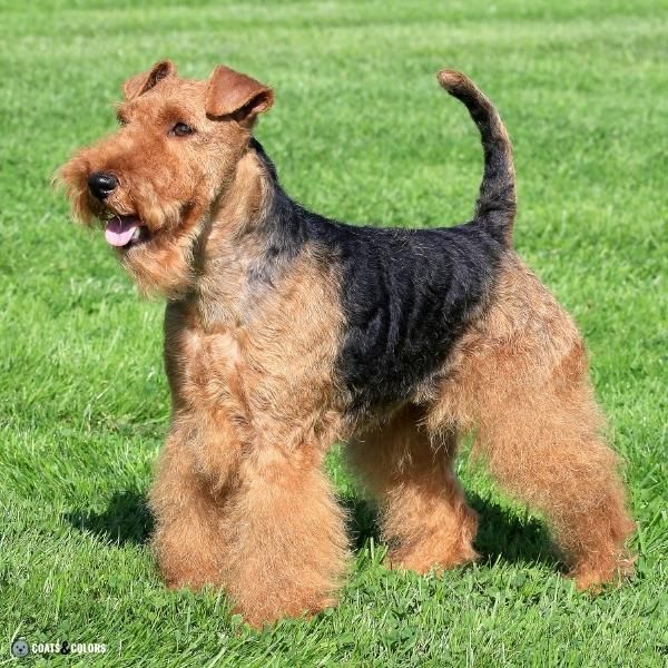 Wavy Curly Dog Cooat Welsh Terrier