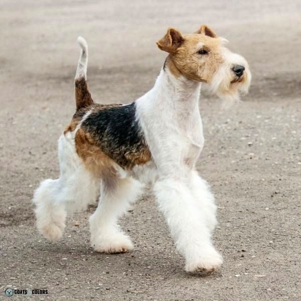 Wavy Curly Dog Cooat Wire Fox Terrier