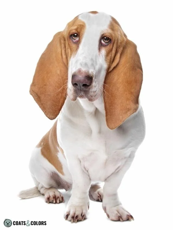 Whitehead Spotting Basset