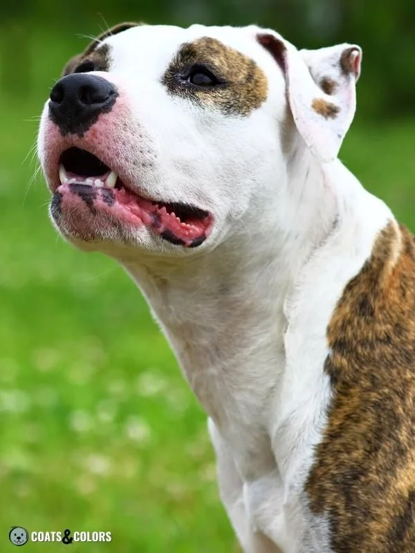 Whitehead Spotting Brindle White