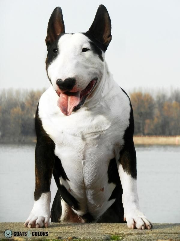 Whitehead Spotting Bull Terrier