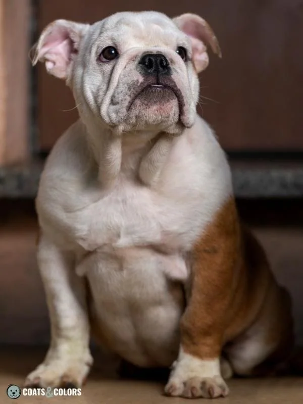 Whitehead Spotting Bulldog puppy