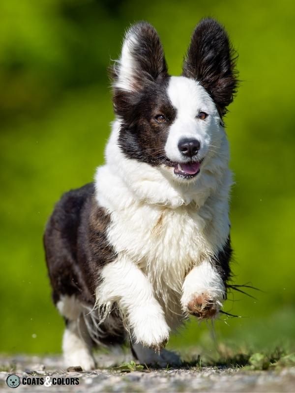 Whitehead Spotting Cardigan Welsh Corgi