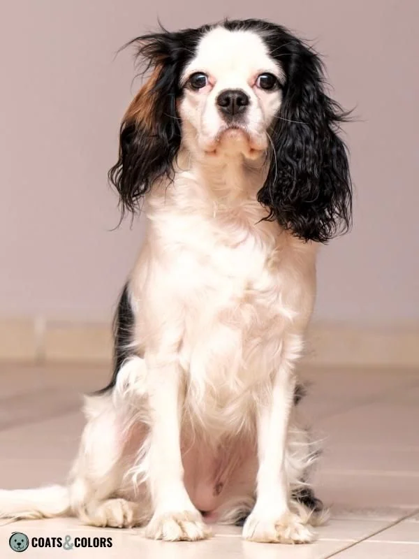 Whitehead Spotting Cavalier King Charles Spaniel