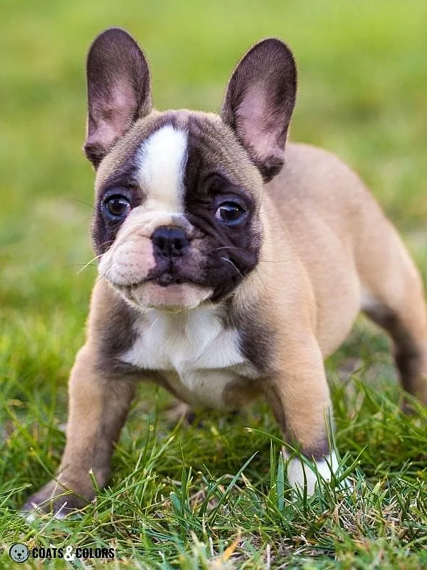 Whitehead Spotting French Bulldog