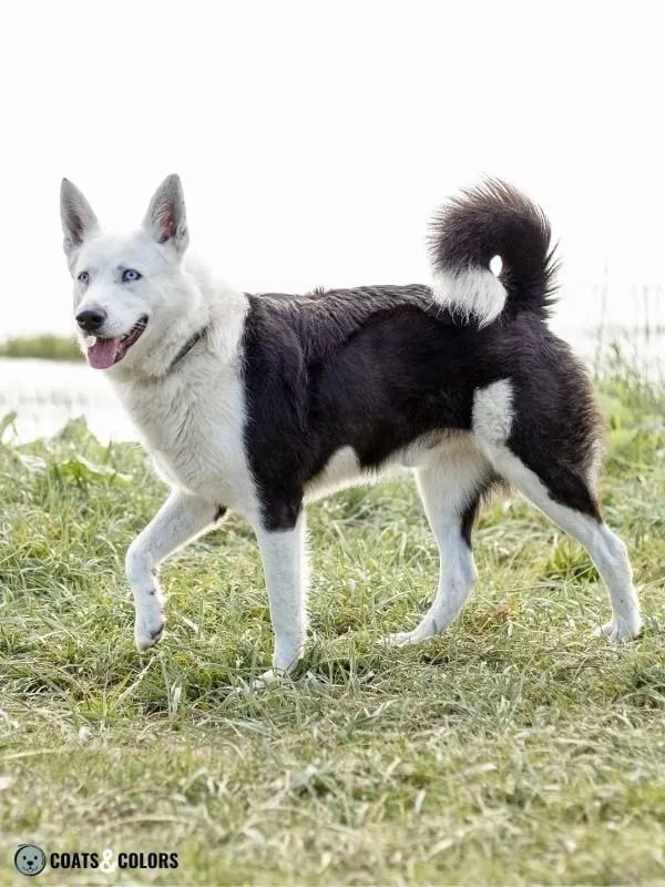 Whitehead Spotting Husky