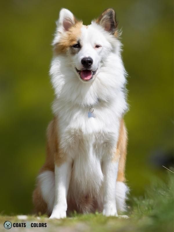 Whitehead Spotting Icelandic Sheepdog