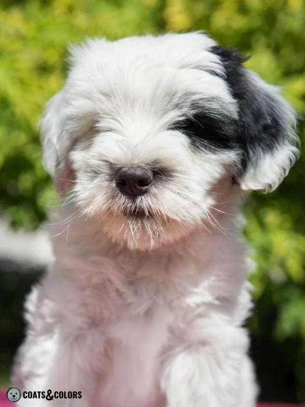 Whitehead Spotting Tibetan Terrier