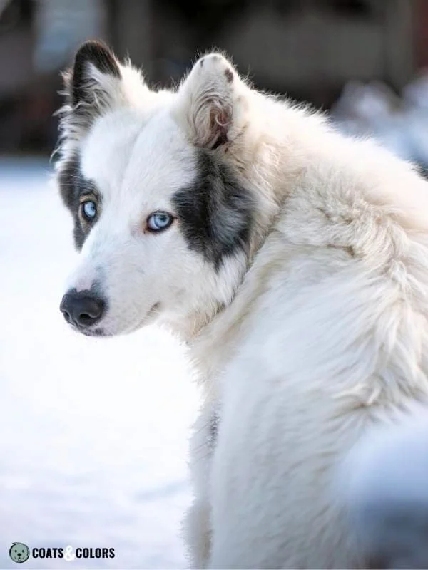Whitehead Spotting Yakutian Laika