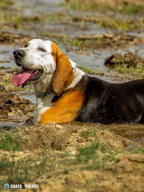 Whitehead Spotting hound