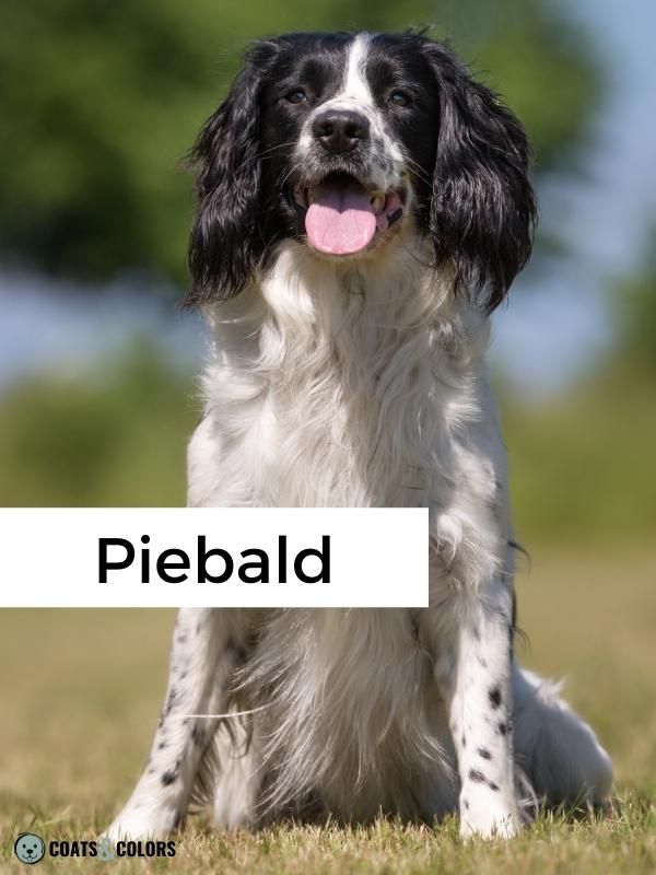 Whitehead Spotting piebald