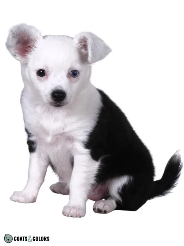 Whitehead Spotting toy dog