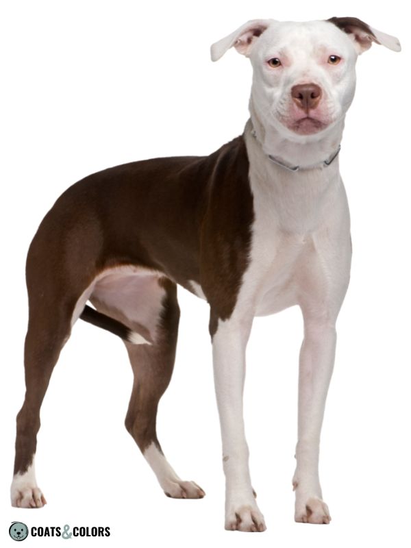 White head sale pitbull