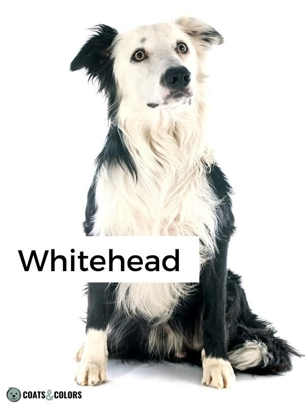 Whitehead Spotting whitehead